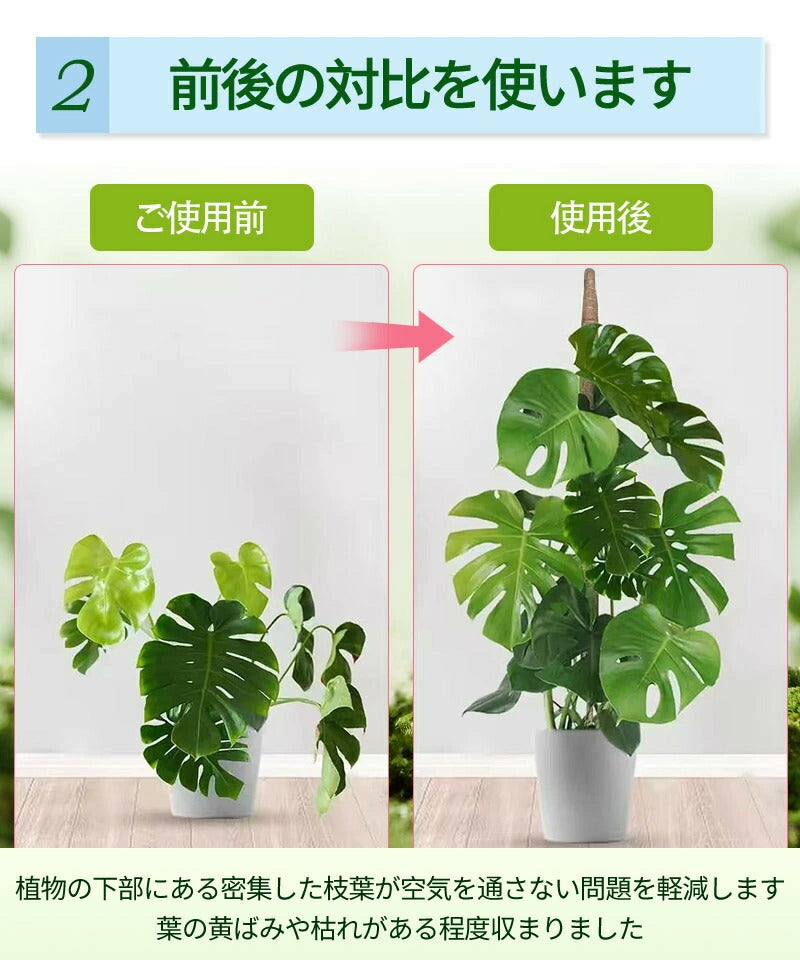 観葉植物 支柱 園芸支柱 曲げられる ココスティック モンステラ支柱 モンステラ 園芸用 植物 ココナッツ支柱 つる性植物 植物サポート ヘゴ支柱 ココナッツ モスポール 園芸支柱パーツ 2本入り ポトス フラワースタンド
