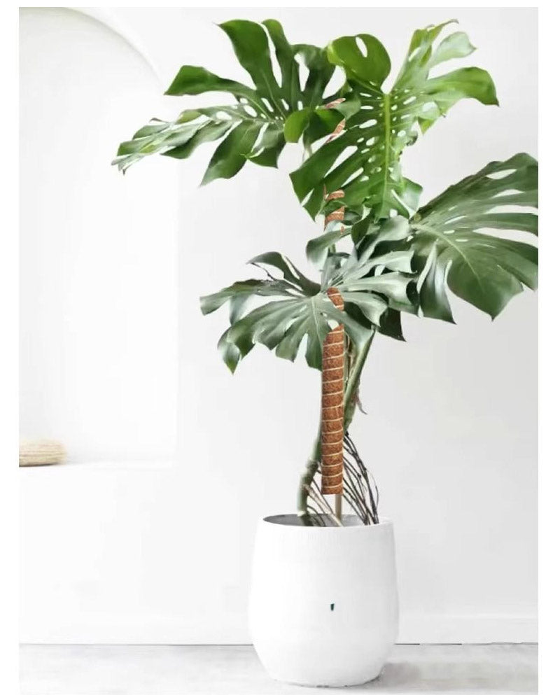 植物支柱 モンステラ 支柱 鉢植え 園芸 園芸支柱 観葉支柱 ココスティック植物 つる性植物 蔓 農具 高さ調整可能 植物サポート ポトス 花ささえ 連結 延長 mount-004