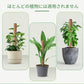 植物支柱 モンステラ 支柱 鉢植え 園芸 園芸支柱 観葉支柱 ココスティック植物 つる性植物 蔓 農具 高さ調整可能 植物サポート ポトス 花ささえ 連結 延長 mount-004