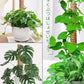 植物支柱 モンステラ 支柱 鉢植え 園芸 園芸支柱 観葉支柱 ココスティック植物 つる性植物 蔓 農具 高さ調整可能 植物サポート ポトス 花ささえ 連結 延長 mount-004