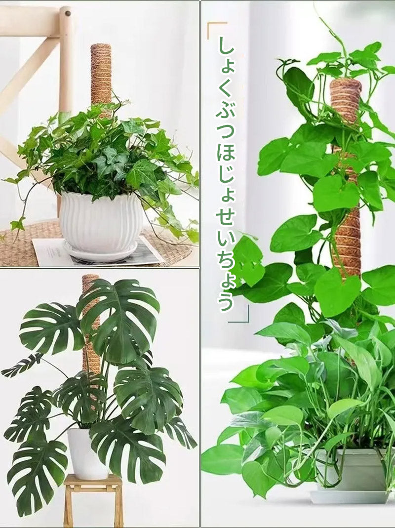 植物支柱 モンステラ 支柱 鉢植え 園芸 園芸支柱 観葉支柱 ココスティック植物 つる性植物 蔓 農具 高さ調整可能 植物サポート ポトス 花ささえ 連結 延長 mount-004