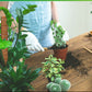 植物支柱 モンステラ 支柱 鉢植え 園芸 園芸支柱 観葉支柱 ココスティック植物 つる性植物 蔓 農具 高さ調整可能 植物サポート ポトス 花ささえ 連結 延長 mount-004
