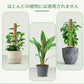 植物支柱 モンステラ 支柱 鉢植え 園芸 園芸支柱 観葉支柱 ココスティック植物 つる性植物 蔓 農具 高さ調整可能 植物サポート ポトス 花ささえ 連結 延長 木製 ガーデニング ガーデニング用支柱 フラワースタンド 頑丈 耐久
