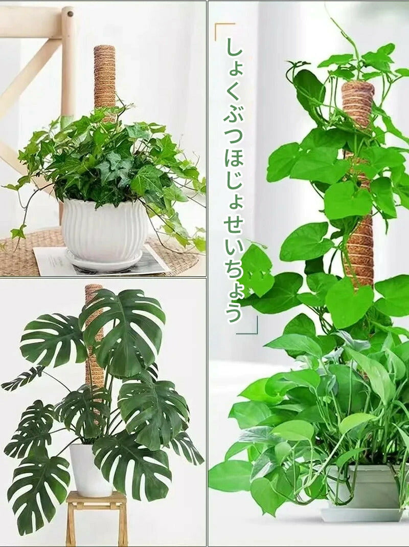 植物支柱 モンステラ 支柱 鉢植え 園芸 園芸支柱 観葉支柱 ココスティック植物 つる性植物 蔓 農具 高さ調整可能 植物サポート ポトス 花ささえ 連結 延長 木製 ガーデニング ガーデニング用支柱 フラワースタンド 頑丈 耐久