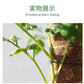 植物支柱 モンステラ 支柱 鉢植え 園芸 園芸支柱 観葉支柱 ココスティック植物 つる性植物 蔓 農具 高さ調整可能 植物サポート ポトス 花ささえ 連結 延長 木製 ガーデニング ガーデニング用支柱 フラワースタンド 頑丈 耐久