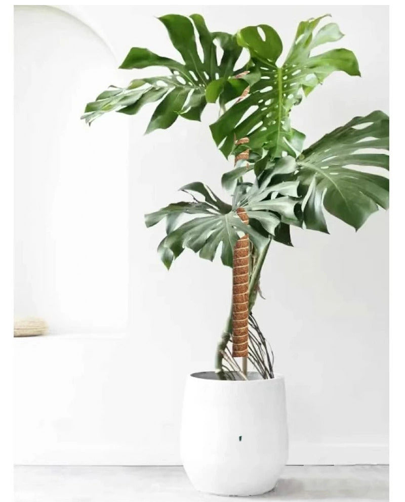 植物支柱 モンステラ 支柱 鉢植え 園芸 園芸支柱 観葉支柱 ココスティック植物 つる性植物 蔓 農具 高さ調整可能 植物サポート ポトス 花ささえ 連結 延長 木製 ガーデニング ガーデニング用支柱 フラワースタンド 頑丈 耐久