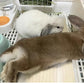 プレート アルミ ひんやりマット ペット 猫 犬 熱中症対策 小動物 アルミプレートうさぎ ハムスター アイスベッド 冷たい 冷感マット 冷却マット クールマット 暑さ対策 夏 クール ペットマット ネコ ハリネズミペット用品 ペットマット