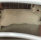 プレート アルミ ひんやりマット ペット 猫 犬 熱中症対策 小動物 アルミプレートうさぎ ハムスター アイスベッド 冷たい 冷感マット 冷却マット クールマット 暑さ対策 夏 クール ペットマット ネコ ハリネズミペット用品 ペットマット